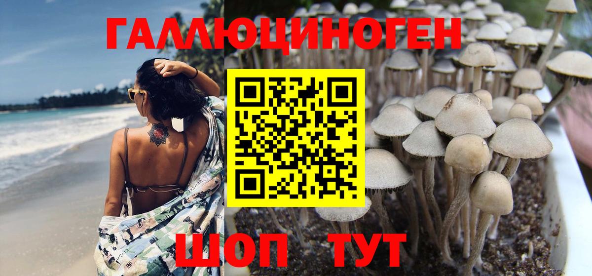 Котельники  Галлюциногенные грибы Cubensis  Вход с VPN 